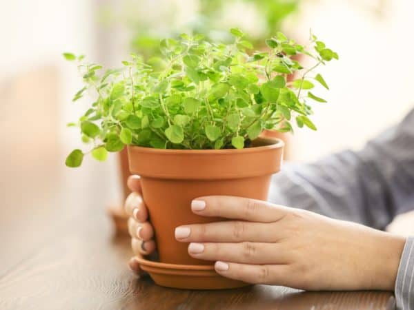 Add some fresh oregano to your favorite Italian dishes.