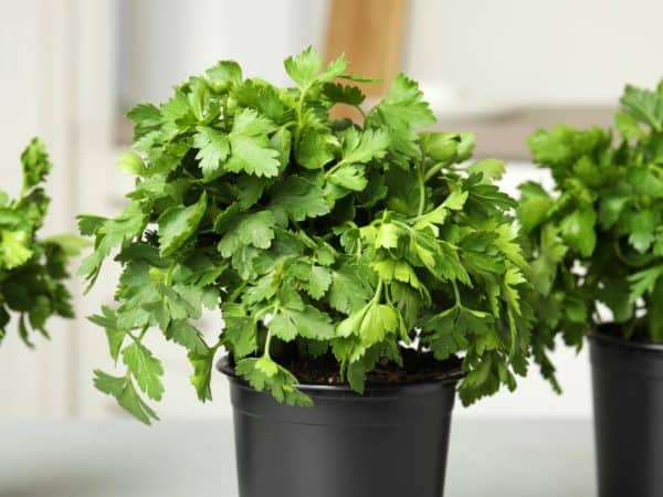 Add fresh parsley to all kinds of dishes for extra flavor.