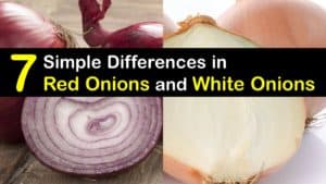 Red Onion vs White Onion titleimg1