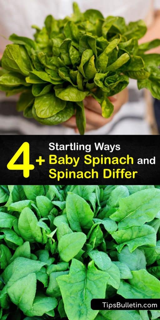 Learn the differences between spinach and baby spinach and how to grow your own at home. This leafy green tastes great raw and cooked and has varying amounts of carotenoids, potassium, vitamin C, oxalic acid, and magnesium, depending on the type. #spinach #babyspinach #differences