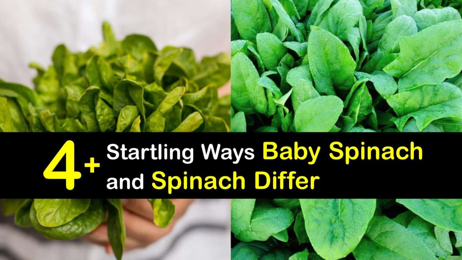 4+ Startling Ways Baby Spinach and Spinach Differ
