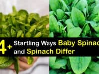 Spinach vs Baby Spinach titleimg1