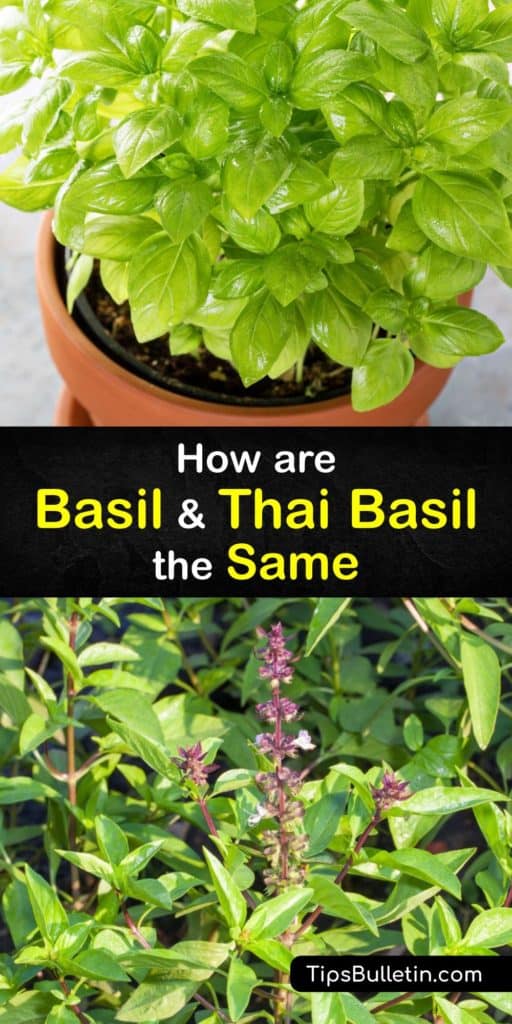 There are many basil varieties, including Genovese and Holy basil, and we explain the difference between basil and Thai basil for your next recipe. Unlike Italian basil, Thai basil has a spicy, licorice flavor and is common for Asian cuisine. #differences #basil #thaibasil