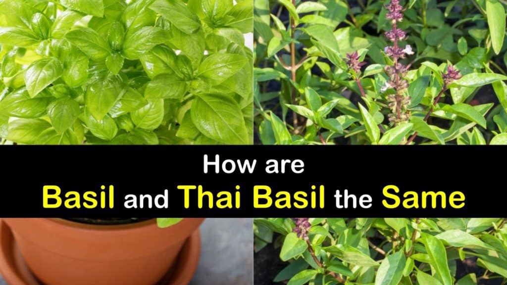 Are Basil and Thai Basil the Same - Tips Bulletin