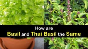 Thai Basil vs Basil titleimg1