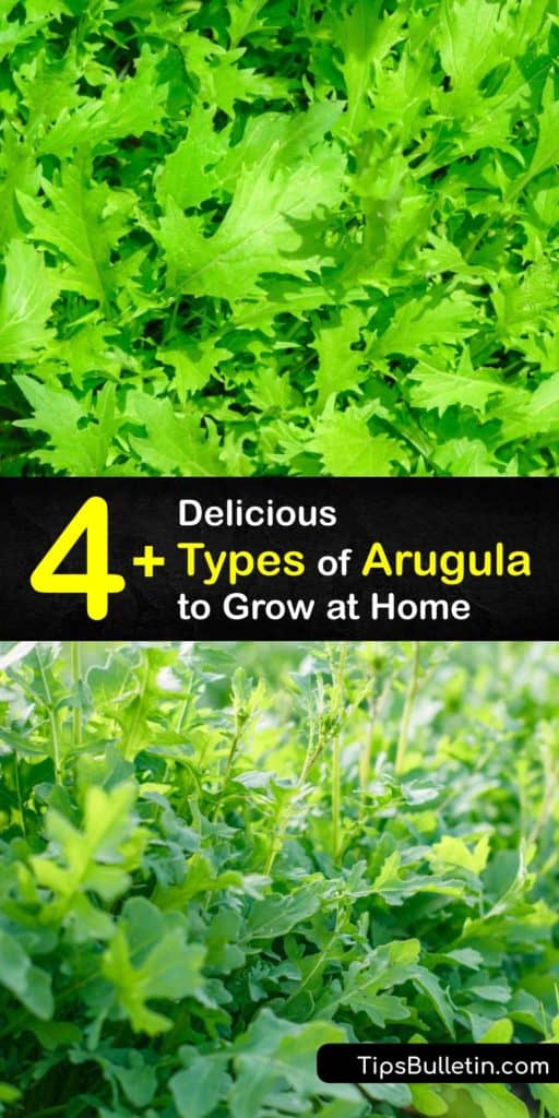 Learn about the different types of arugula or rucola (Eruca sativa), from Astro and Apollo to Sylvetta. We also show you how to sow arugula seeds in the early spring and late summer to enjoy harvesting arugula leaves for your favorite recipes. #arugula #varieties #growing