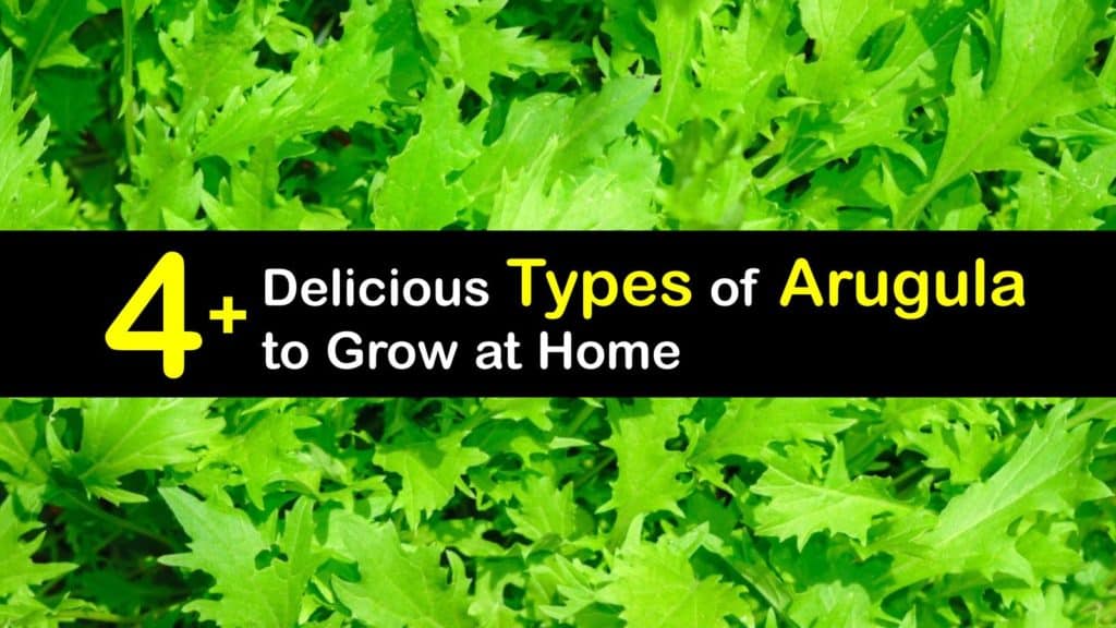 Types of Arugula titleimg1