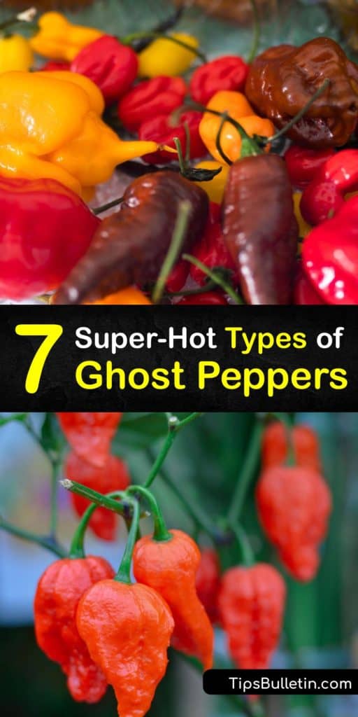 Broaden your knowledge of hot peppers and discover how these ghost chili pepper varieties and their Scoville heat units compare to the world’s hottest peppers. As natives to India, these chilis are much hotter than the jalapeno and make some of the spiciest hot sauce recipes. #types #ghost #peppers