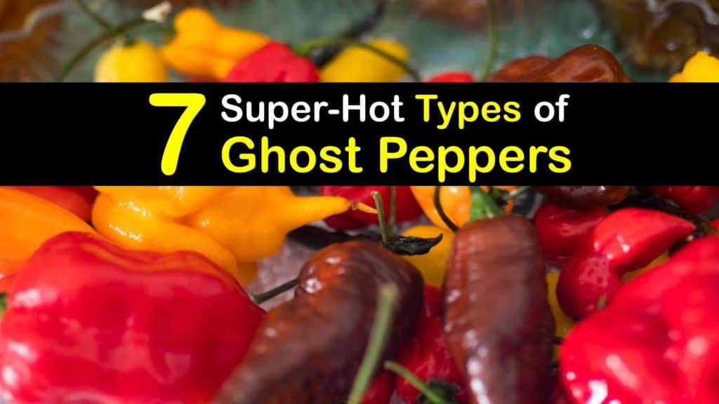 Types of Ghost Peppers titleimg1