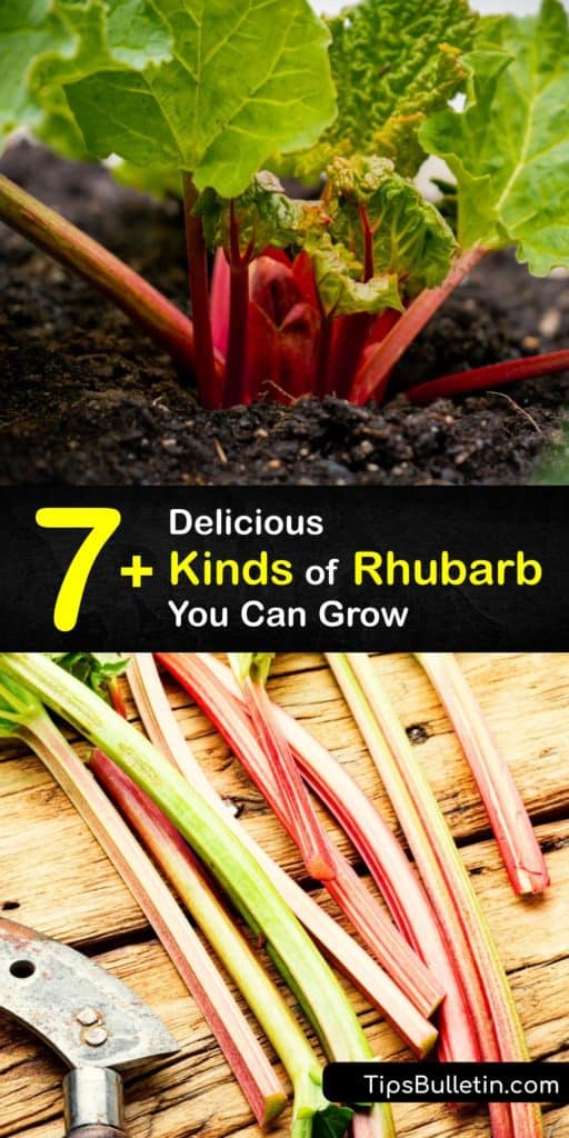 Add this fast grower to your garden beds with full sun for a little tartness this growing season. Experiment with a new cultivar, like Cherry Red with bright red color and thick red stalks that you won’t be able to get enough of. #growing #varieties #rhubarb