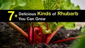 Types of Rhubarb titleimg1
