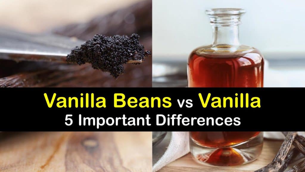 Vanilla Beans vs Vanilla titleimg1