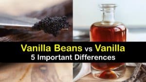 Vanilla Beans vs Vanilla titleimg1