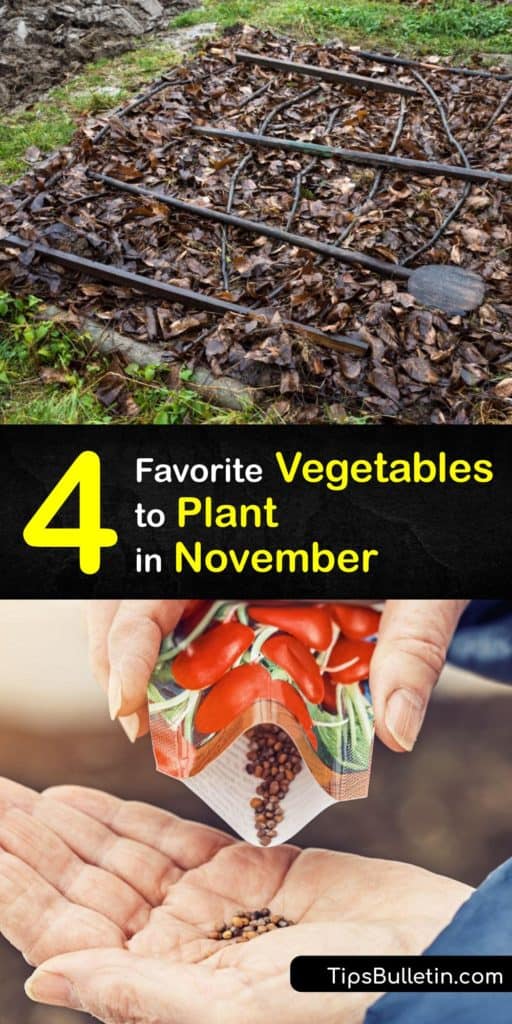Learn how to grow a cool-season vegetable garden in a raised bed or cold frame and enjoy fresh veggies during the winter months. Swiss chard, leeks, and Brassicas like kohlrabi love growing when the weather is cool and perfect for growing in November. #november #vegetables #planting