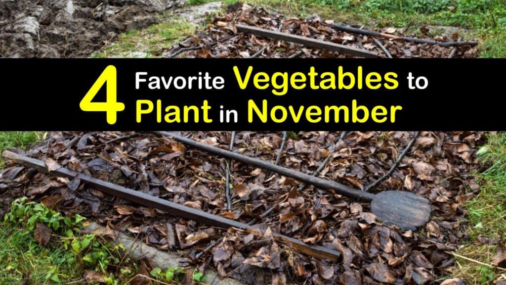 Vegetables to Plant in November titleimg1