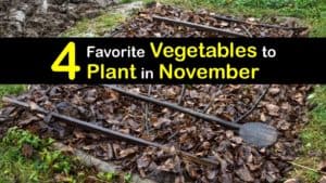 Vegetables to Plant in November titleimg1