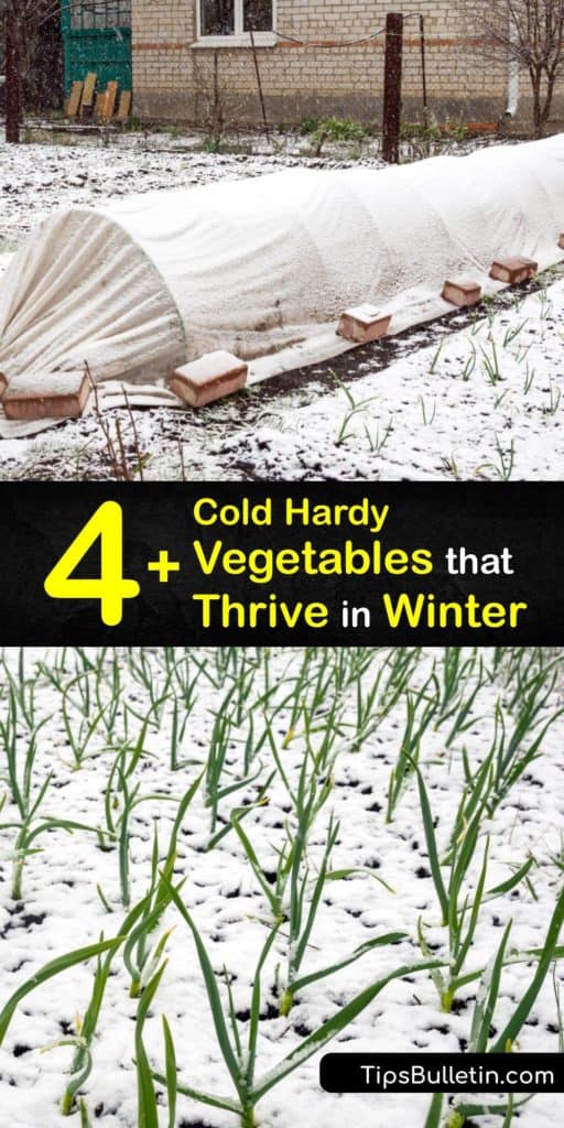 Take full advantage of your garden beds from late summer through the cold weather of winter. Sow plants like radishes, turnips, leeks, and collards while protecting them with a row cover to have a garden full of veggies that show up in early spring. #vegetables #planting #winter