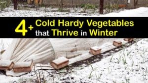 Vegetables to Plant in Winter titleimg1