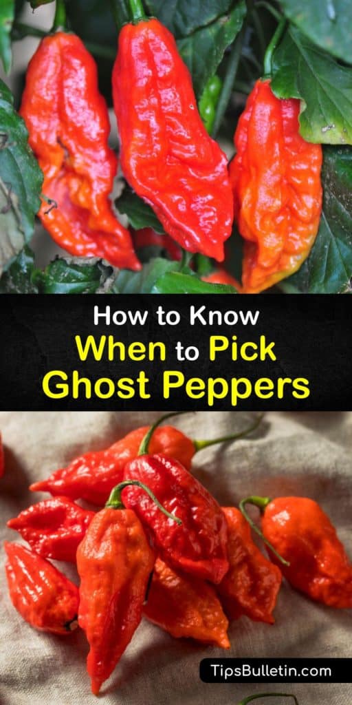 Find out all about harvesting ghost peppers. Pro tip - wear gloves. Measuring over one million Scoville heat units, they’re one of the world’s hottest pepper varieties. Native to India, this chili pepper has a long growing season and ripen to bright red. #harvest #ghost #peppers