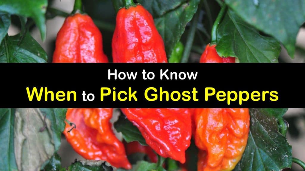 When to Pick Ghost Peppers