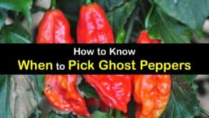 When to Pick Ghost Peppers titleimg1