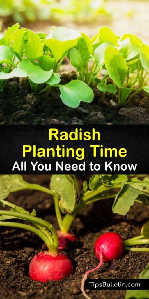Learn when to plant radishes (Raphanus sativus) of all types, from Easter Egg to French Breakfast. Learn how to sow radish seeds indoors in the early spring, transplant them outside with proper spacing, and care for your crops for a healthy harvest. #planting #radishes #growing