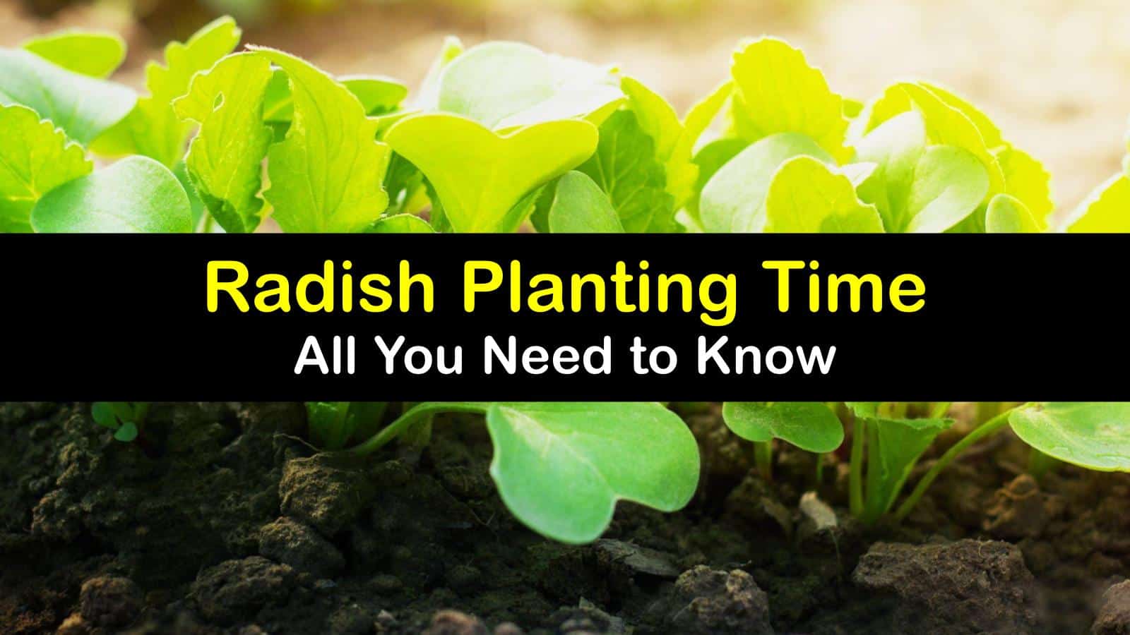 Growing Radish Plants Easy Guide to Planting and Caring for Radishes