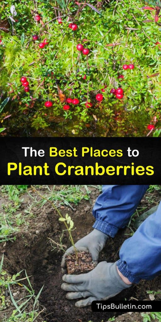 Discover how and where to plant cranberry beds at home to make homemade cranberry sauce and other tasty recipes. Cranberries (Vaccinium macrocarpon) are ground cover plants with deep red fruits that enjoy growing in acidic soil and full sun. #where #cranberries #growing