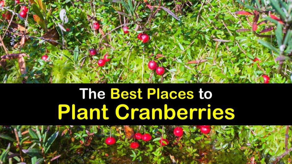 Where to Plant Cranberries titleimg1