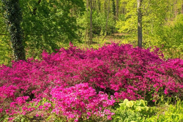 Azaleas make excellent companions for blueberry bushes.