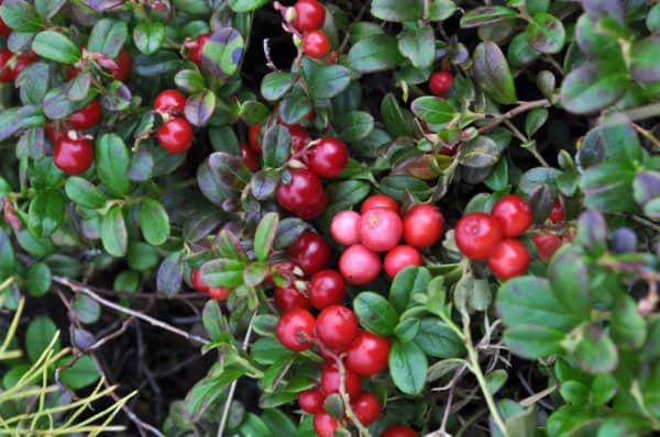 Cranberries enjoy the same acidic soil as blueberries do.