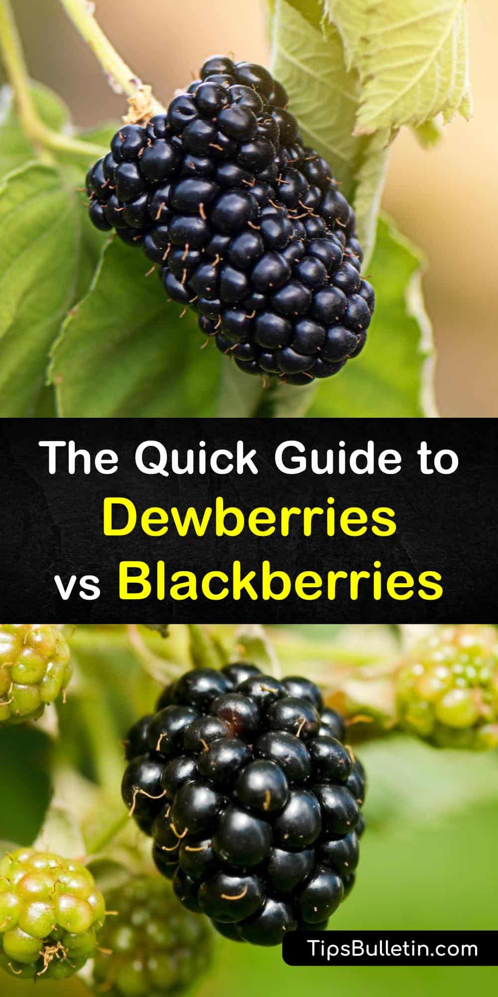 Blackberries and Dewberries How They are Different