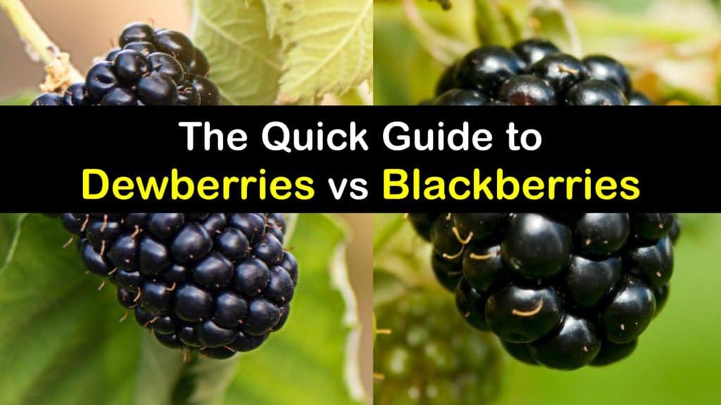 Dewberry vs Blackberry titleimg1