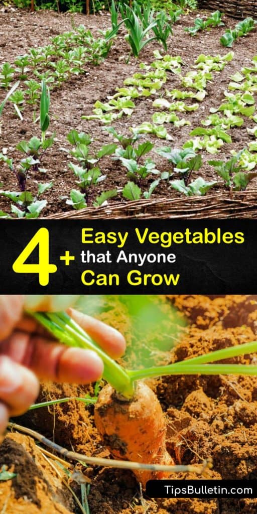 Learn which veggies are the easiest to grow in a vegetable garden or pots for a healthy harvest at the end of the growing season. Many vegetables are easy to grow, including greens, alliums, and pole beans, as long as you provide them with full sun. #easy #vegetables #growing