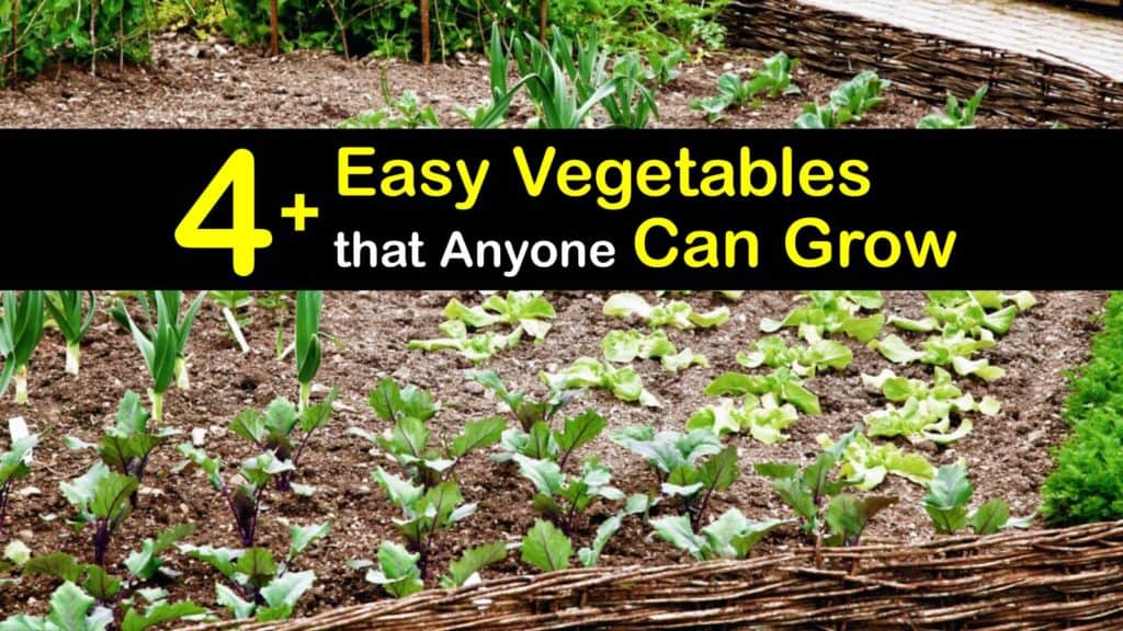 Easiest Vegetables to Grow in Your Garden titleimg1