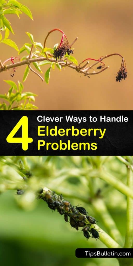 Grow the healthiest Sambucus nigra black elderberry bush by understanding the issues they face in each USDA zone. These elderberry plants are packed with vitamin C and can be turned into lozenges and other medicines. Avoid aphids, borers, and other plant problems. #elderberry #plant #problems