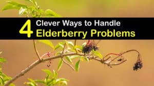 Elderberry Problems titleimg1