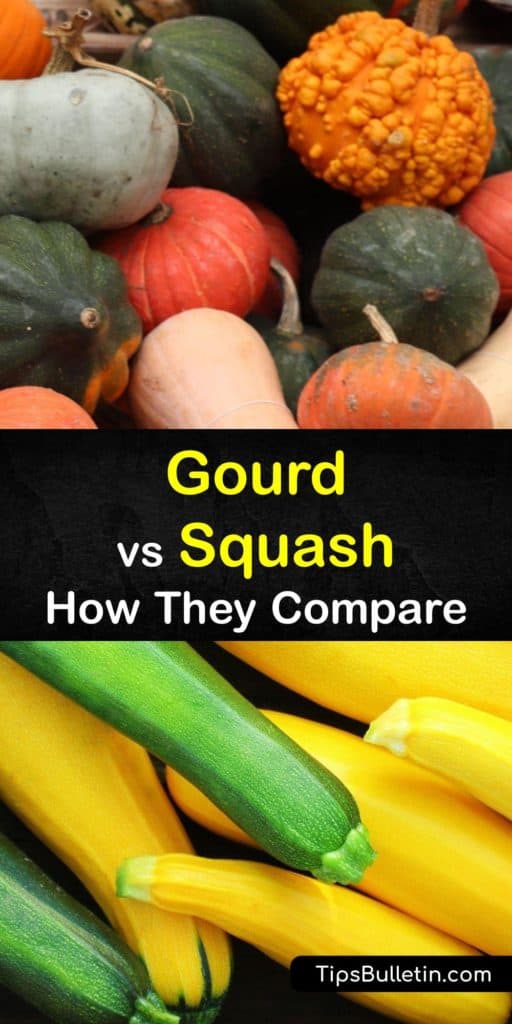 Learn the differences between squash vs gourd and how to grow your own. Summer squash, winter squash, and gourds are members of the Cucurbitaceae family. We grow butternut squash and acorn squash for eating and a bottle gourd for making birdhouses. #gourds #squash