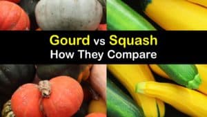 Gourd vs Squash titleimg1