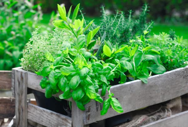 Some herbs grow well in summer, and others throughout the winter.