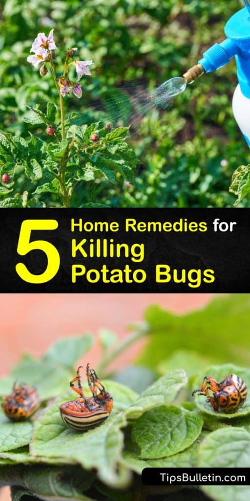 Find out how to protect your potato plants from potato bugs without using harsh pesticides. Make a DIY potato bug spray with neem oil, soapy water, or cayenne pepper. Or, spread diatomaceous earth and plant flowers to attract ladybugs. #potato #bug #spray #diy