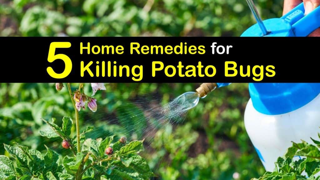 Homemade Potato Bug Spray titleimg1