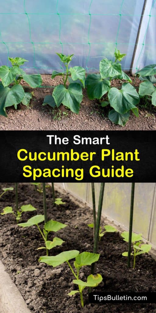 Discover some delicious new cucumber varieties after reading this article on cucumber plant spacing. This guide explains how spacing affects pollination, different burpless cucumber varieties, and how to use row covers and mulch to prevent cucumber beetles. #cucumber #plant #spacing