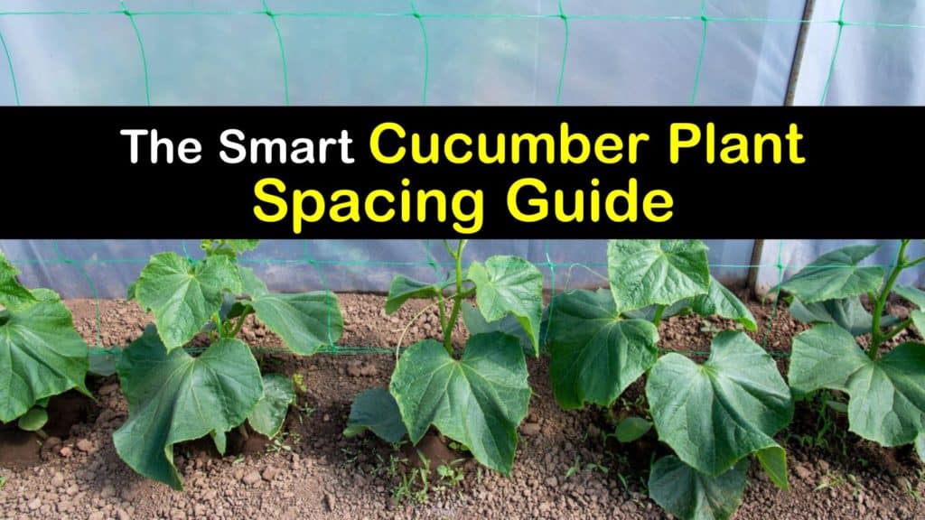 How Far Apart to Plant Cucumbers titleimg1