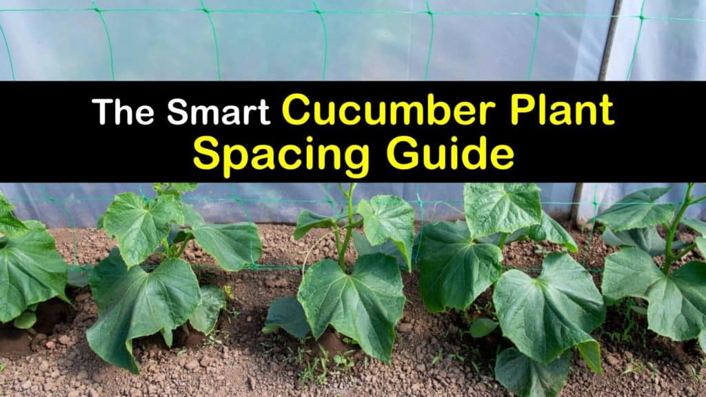 How Far Apart to Plant Cucumbers