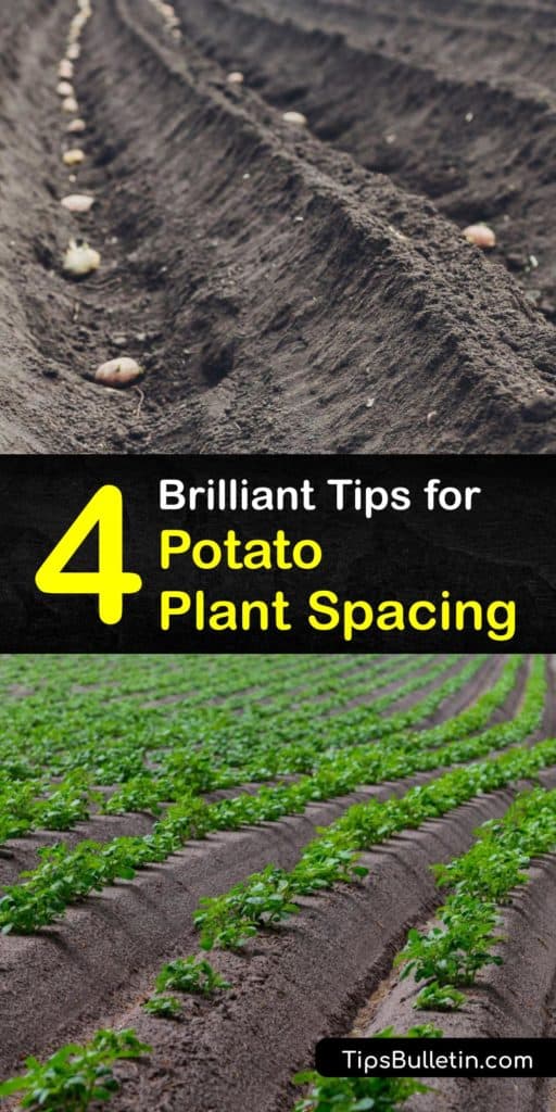 Find the perfect spacing for planting potatoes of all kinds including Russet, Fingerling, and New Potatoes. This guide is full of helpful tips to encourage sprouting, protect crops with hilling and mulch, and reduce the chance of scab. #potato #plant #spacing