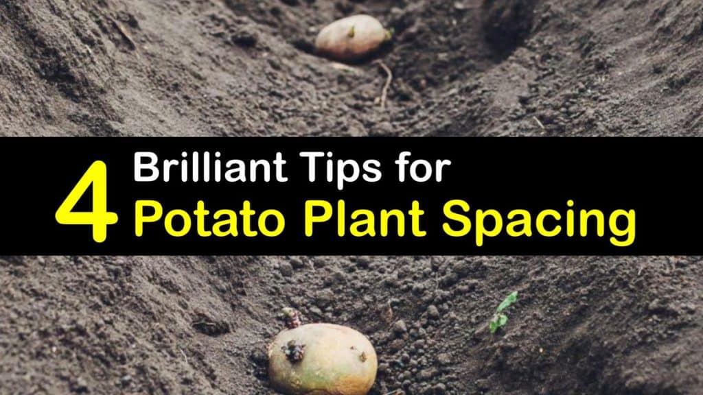How Far Apart to Plant Potatoes titleimg1
