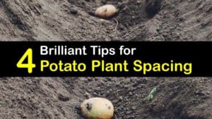 How Far Apart to Plant Potatoes titleimg1
