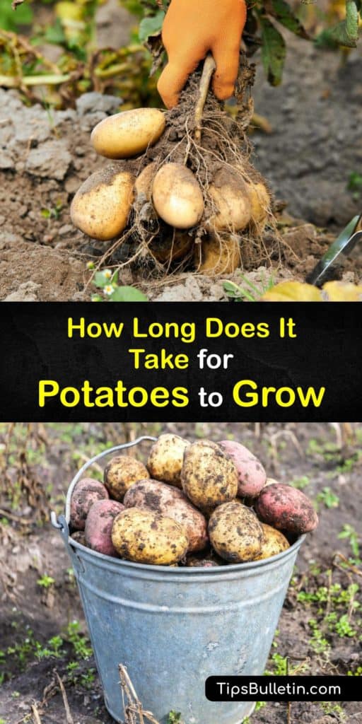 Have you ever wondered how long growing potatoes takes? Find out when to plant potatoes for the best crop. Learn about sprouting seed potatoes, hilling the plants, and when to harvest new potatoes. For short growing seasons, plant early or midseason types. #growing #potatoes #planting