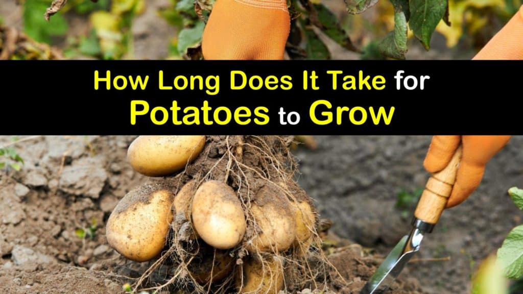 How Long does It Take to Grow Potatoes